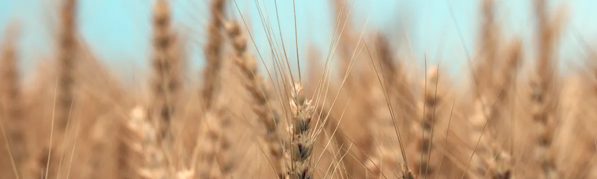 麦の秋