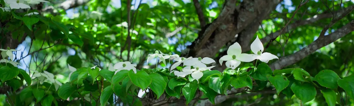 ヤマボウシ