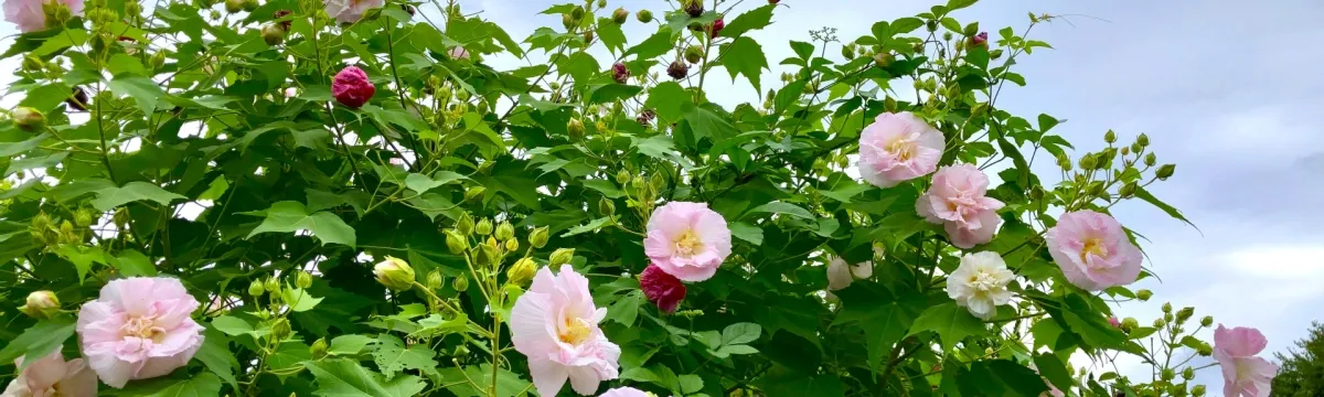 芙蓉